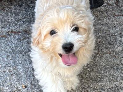 Beautiful Cavachon puppies 🐶 in Carlow