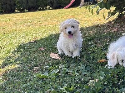 Beautiful Cavachon puppies 🐶 in Carlow