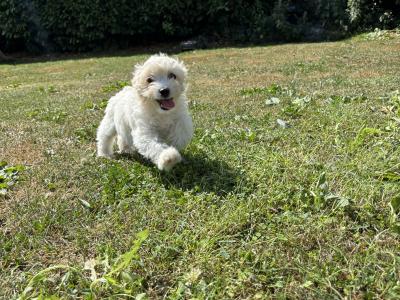 Beautiful Cavachon puppies 🐶 in Carlow