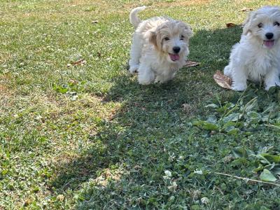 Beautiful Cavachon puppies 🐶 in Carlow