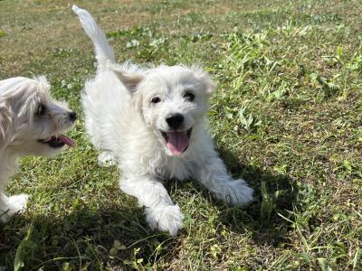 Beautiful Cavachon puppies 🐶 in Carlow
