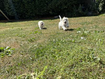 Beautiful Cavachon puppies 🐶 in Carlow