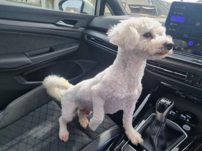 Beautiful Teddy Bear (Shih Tzu x Bichon Frise) puppies in Kerry