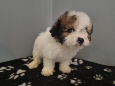 Beautiful Teddy Bear (Shih Tzu x Bichon Frise) puppies in Kerry