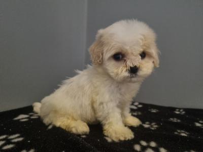 Beautiful Teddy Bear (Shih Tzu x Bichon Frise) puppies in Kerry