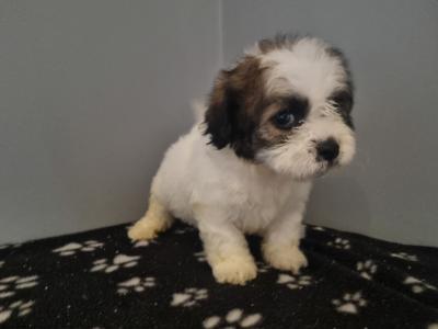 Beautiful Teddy Bear (Shih Tzu x Bichon Frise) puppies in Kerry