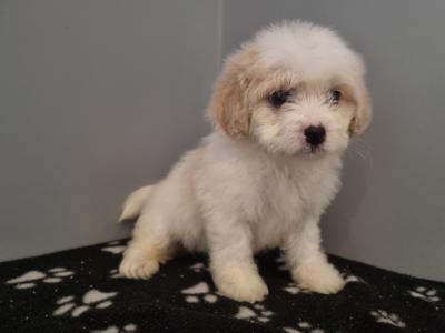 Beautiful Teddy Bear (Shih Tzu x Bichon Frise) puppies in Kerry
