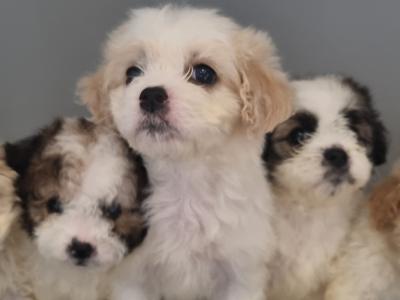 Beautiful Teddy Bear (Shih Tzu x Bichon Frise) puppies in Kerry
