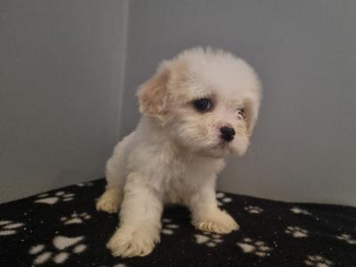 Beautiful Teddy Bear (Shih Tzu x Bichon Frise) puppies in Kerry