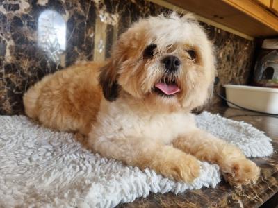 Beautiful Teddy Bear (Shih Tzu x Bichon Frise) puppies in Kerry