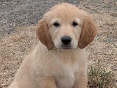 Adorable male Golden Retriever puppy in Tipperary