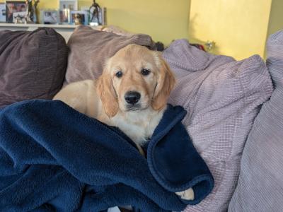 Adorable male Golden Retriever puppy in Tipperary