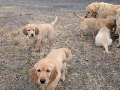 Adorable male Golden Retriever puppy in Tipperary