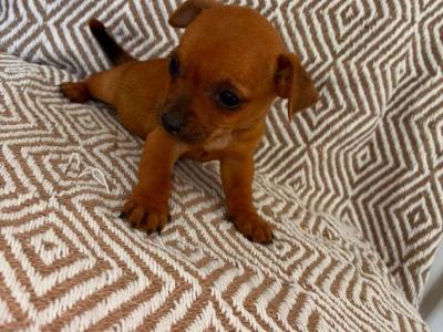 Chihuahua puppies for sale 🐾 in Galway
