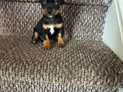 Chihuahua puppies for sale 🐾 in Galway