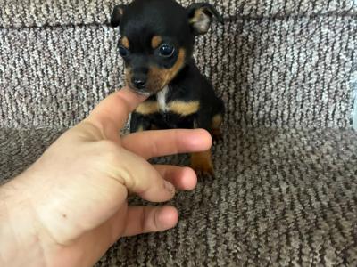 Chihuahua puppies for sale 🐾 in Galway