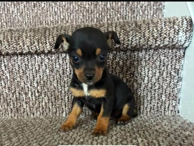 Chihuahua puppies for sale 🐾 in Galway