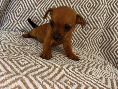 Chihuahua puppies for sale 🐾 in Galway