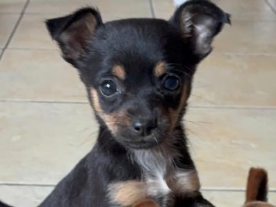 Chihuahua puppies for sale 🐾 in Galway