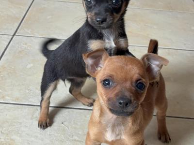 Chihuahua puppies for sale 🐾 in Galway
