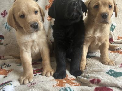 Labrador puppies in Cork