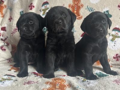 Labrador puppies in Cork