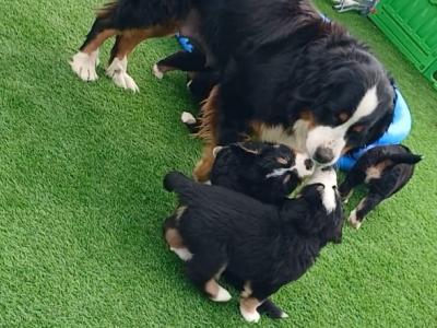 Purebred Bernese Mountain Dog Family pups in Cavan