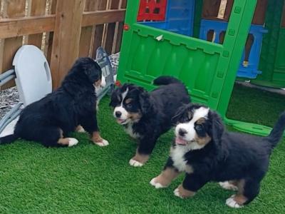 Purebred Bernese Mountain Dog Family pups in Cavan