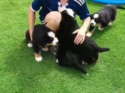 Purebred Bernese Mountain Dog Family pups in Cavan