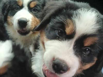 Purebred Bernese Mountain Dog Family pups in Cavan