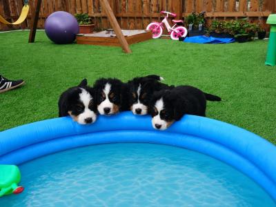 Purebred Bernese Mountain Dog Family pups in Cavan