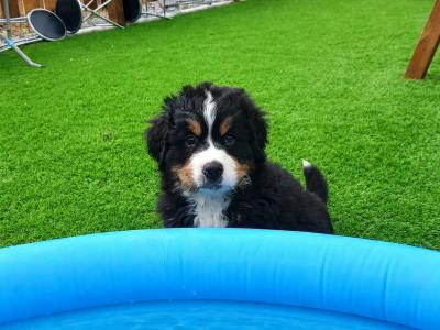 Purebred Bernese Mountain Dog Family pups in Cavan