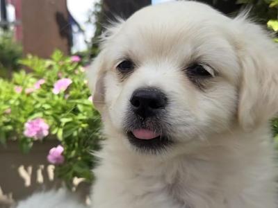 1 Little Heart looking for His new Family