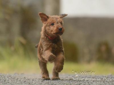 IKC Registered (pending) Irish Terrier puppies in Dublin