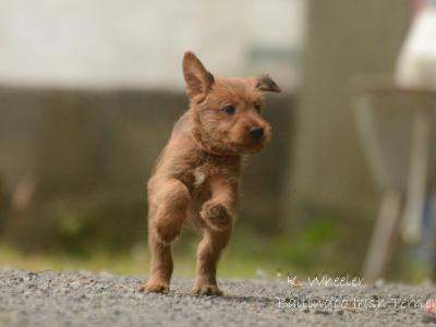 IKC Registered (pending) Irish Terrier puppies in Dublin