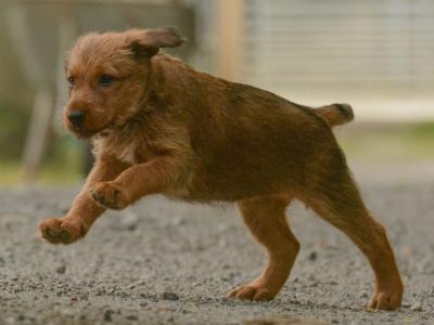 IKC Registered (pending) Irish Terrier puppies in Dublin