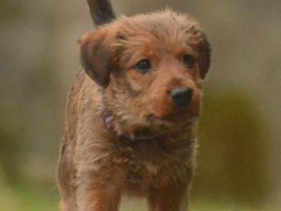 IKC Registered (pending) Irish Terrier puppies in Dublin