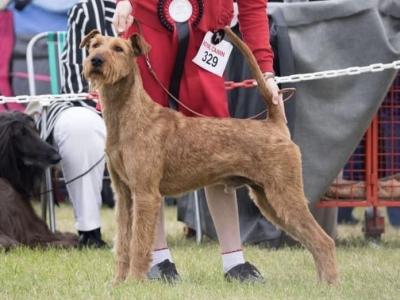IKC Registered (pending) Irish Terrier puppies in Dublin