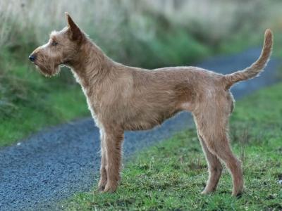 IKC Registered (pending) Irish Terrier puppies in Dublin