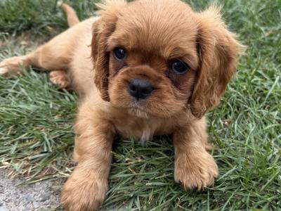 IKC Registered Cavalier King Charles Spaniel puppies