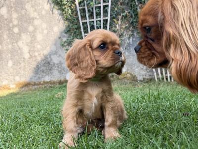 IKC Registered Cavalier King Charles Spaniel puppies
