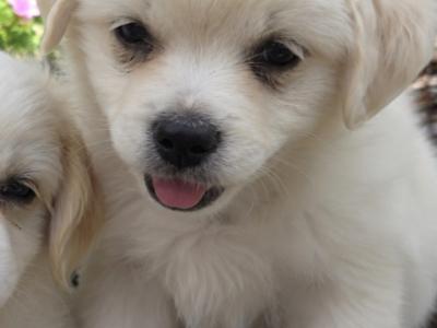 1 Little Heart looking for His new Family