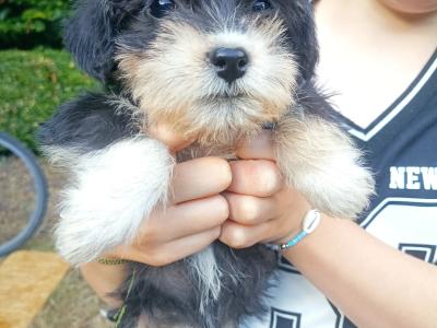 Schnauzer x Shih Tzu pups