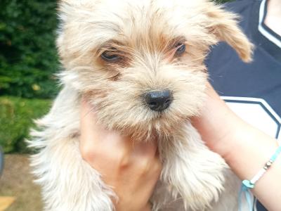 Schnauzer x Shih Tzu pups