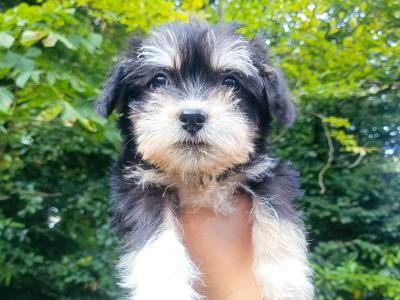 Schnauzer x Shih Tzu puppies in Wexford