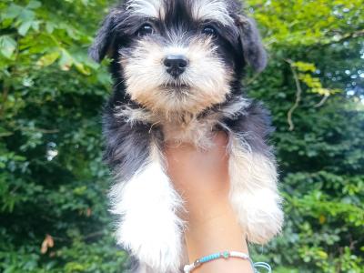 Schnauzer x Shih Tzu pups