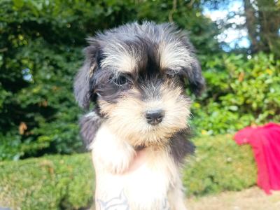 Schnauzer x Shih Tzu pups