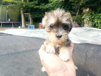 Schnauzer x Shih Tzu pups