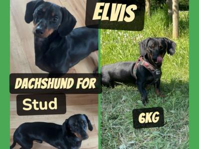 Elvis the Dachshund for stud in Cork