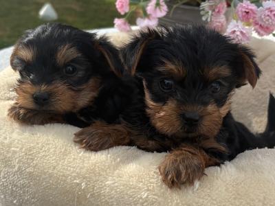 (The  Mighty Midgets) Tcup Yorkie puppies in Wexford
